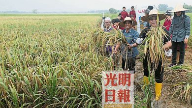 Photo of 峇東尼蒙農民試種 檳首個有機稻田收成