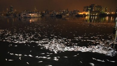 Photo of 疑海水受污染·  港近千死魚飄浮海面