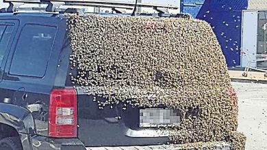 Photo of 澳汽車遭蜂群佔領　