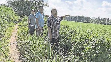 Photo of 嗎什水壩內露雜草 市民憂引發水源危機