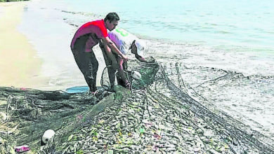 Photo of 漁民捕獲逾2公噸三牙魚 彭漁業局長：並非怪現象