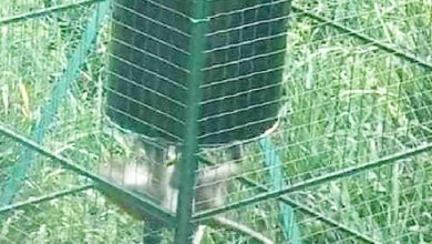 Photo of 野猴關不住 方美錸將改裝鐵籠
