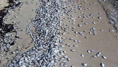 Photo of 普吉島附近島嶼   死魚覆蓋白沙灘