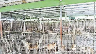 Photo of 台破非法貓狗繁殖場 226名種開放民眾認養