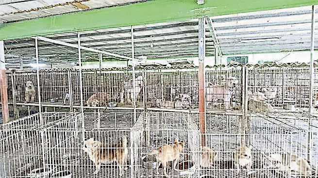 台破非法貓狗繁殖場226名種開放民眾認養 光明日报