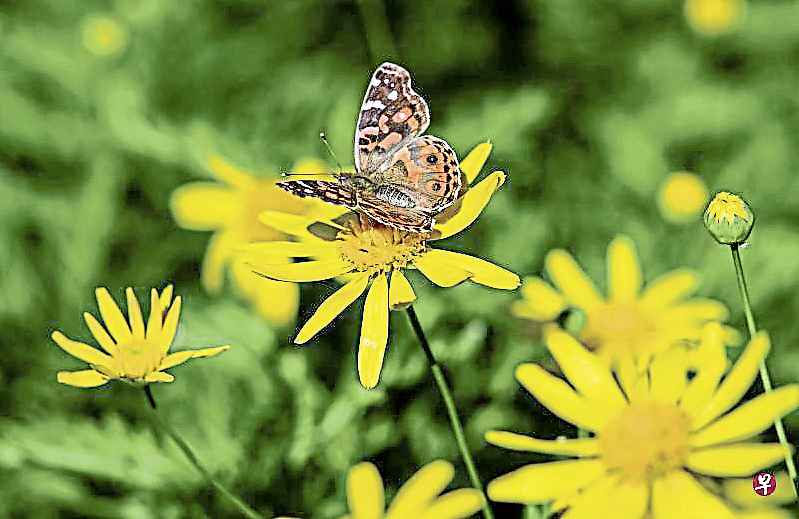 pinargentina-nature-butterfly-160411