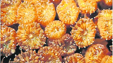 Photo of 珊瑚蟲調整生存策略 澳大堡礁或有望重生