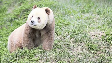 Photo of 全球唯一 圈養棕色大熊貓被認養