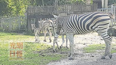 Photo of 小斑馬搶在旅遊年誕生 太平動物園添新成員
