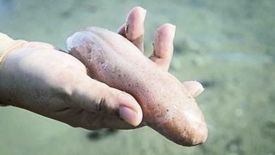 Photo of 拜訪海洋生物托兒所 你好海草床!