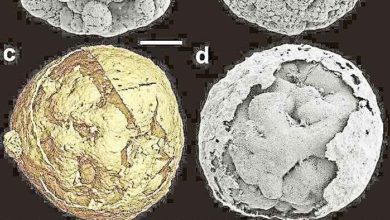 Photo of 6.1億年胚胎化石出土 中研究證實地球先有蛋