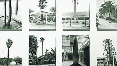 Photo of 【這裡那裡】让树木说话