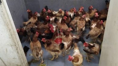 Photo of 迷你市場廁所養20雞  雞糞臭熏天