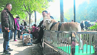 Photo of 北京通州禁養大型犬 民眾將愛犬送院安樂死