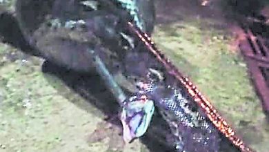 Photo of 蟒蛇藏排水溝 居民求助消拯員