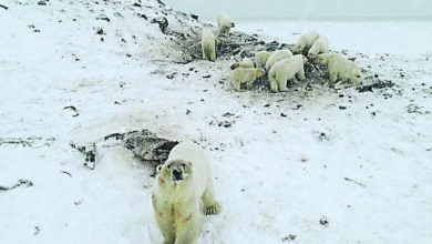 Photo of 56北極熊包圍俄村莊 居民或被迫永久撤離