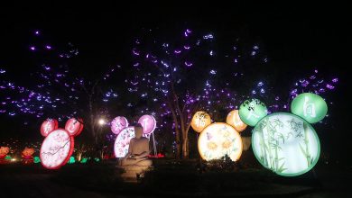 Photo of 東禪寺平安燈會 23日起亮燈18天