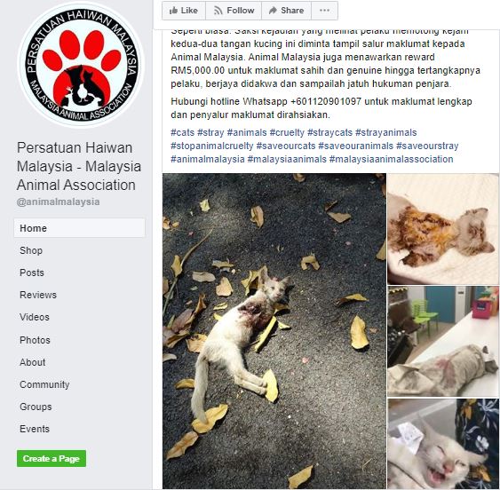 流浪猫被残忍的杀害被砍四肢。(1636885)-20200127065429