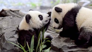 Photo of 德雙胞胎熊貓首見公眾