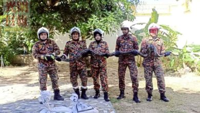 Photo of 3蟒蛇誤闖吉四王私邸 勞動消拯員活擒