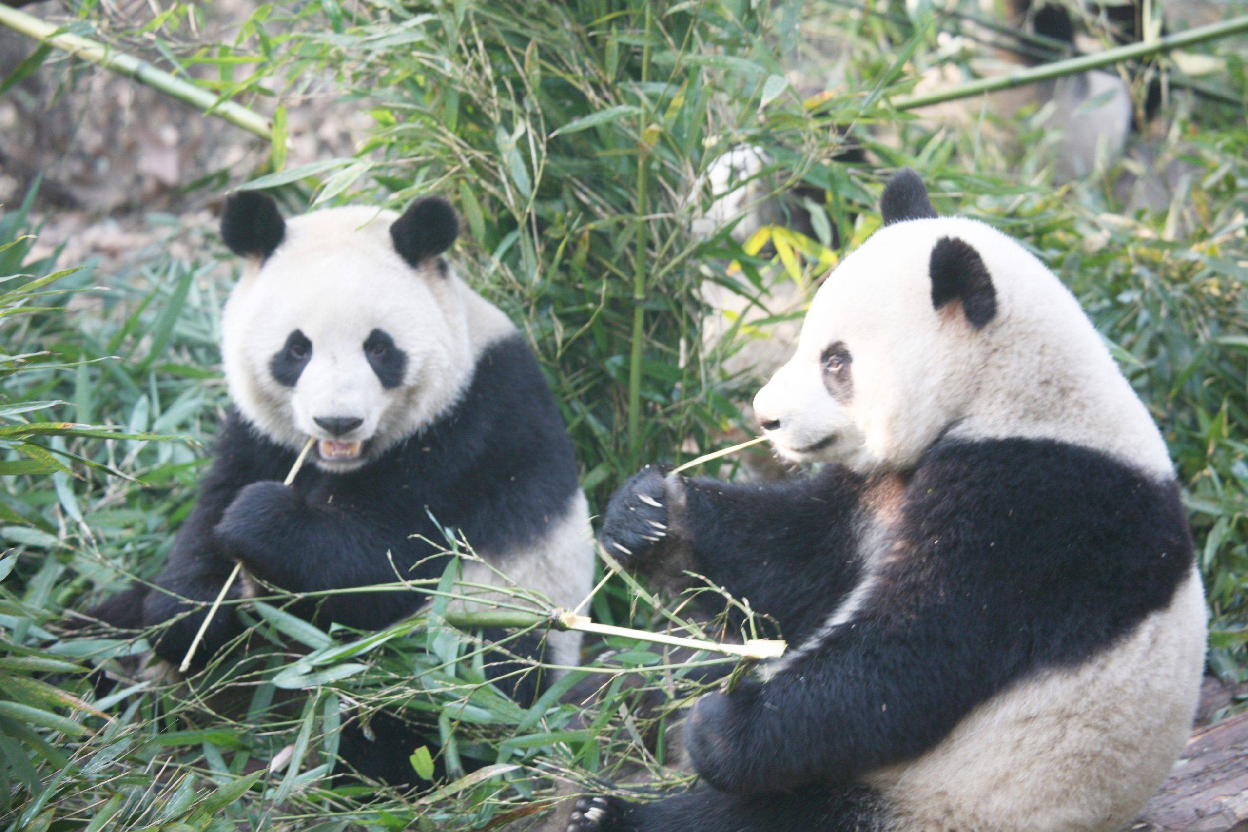Private_Chengdu_Giant_Panda_and_Sichuan_Cuisine_Cooking_Tour