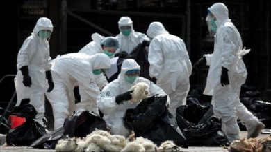 Photo of 湖南H5N1禽流感  4500肉雞病死