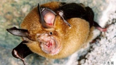 Photo of 學者報告揭密 疫源或涉蝙蝠實驗