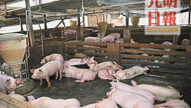 Photo of 反對徵家禽健康證書費 檳養豬公會要求檢討