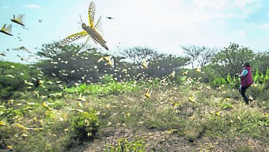 Photo of 沙漠蝗蟲逼近中國 農業部：爆發風險很低