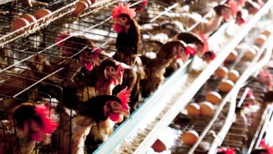 Photo of H5N6亞型高致病性 四川出現禽流感