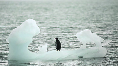 Photo of 全球暖化加劇 南極18.3°C史上最熱
