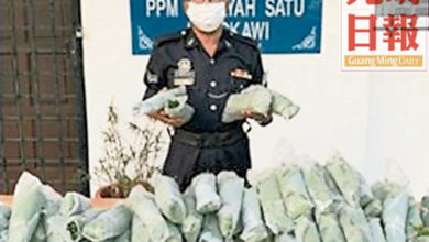Photo of 水警突擊瓜鎮碼頭 起40公斤哥冬葉