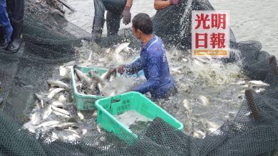 Photo of 高淵港口養殖魚降價 養魚業外銷量減70%