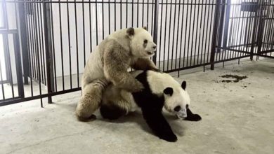 Photo of 全球唯一圈養棕色大熊貓 首次成功自然交配