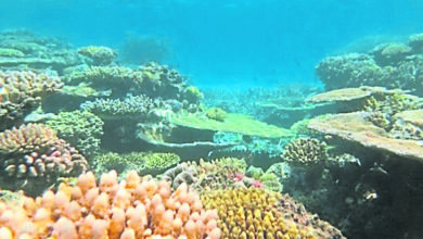 Photo of 海域未來數週迎高溫 澳大堡礁白化恐加劇