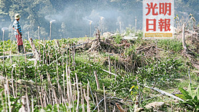 Photo of 陳蘇潮：疫情管制令打擊 菜農日虧90萬元