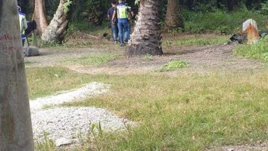 Photo of 臍帶未剪 初生女嬰棄油棕園