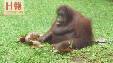 Photo of 網上發視頻引客 記得來逛太平動物園