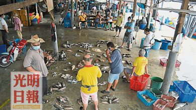 Photo of 高淵港口3漁行復業 限持函魚販商入場