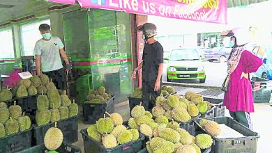 Photo of 薄利多銷互惠互利 榴槤園主販商尋策脫困