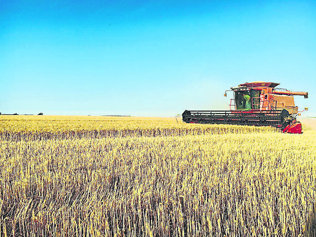 harvest-013-wheat