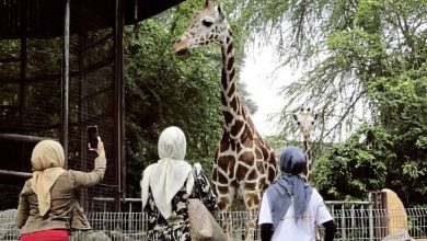 Photo of 國人嚮應領養計劃 動物園籌獲逾800萬