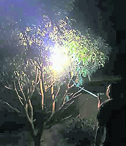 懸果樹螫傷屋主志消隊燒虎頭蜂窩 光明日报