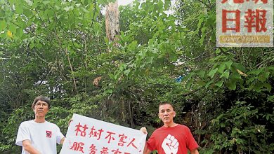 Photo of 社進：免危及過路者 快砍水壩山腰枯樹