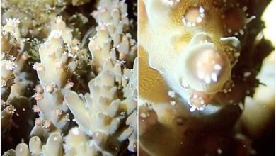 Photo of 珊瑚排卵珍貴畫面曝光
