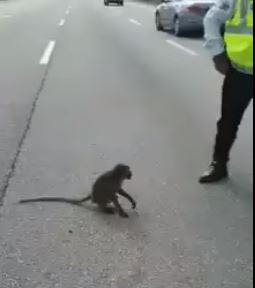 相信是被交通工具撞傷的猴子，蹲坐在來往車輛行駛的大道上。