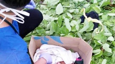 Photo of 樹葉掩蓋路人發現 女嬰裝箱棄路旁獲救