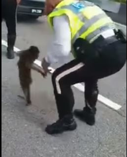 巡羅中的交警發現受傷的猴子，嘗試將它抱離大道。