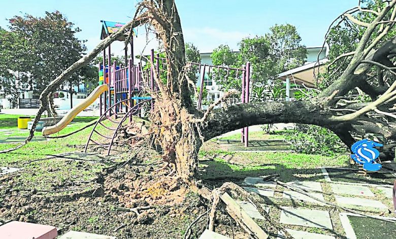 暴風雨侵襲巴生北區，位於蘇馬紹花園的公園處大樹慘遭連根拔起。