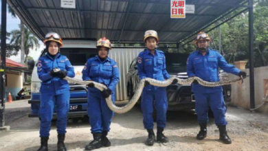 Photo of 蟒蛇藏廚櫃 婦女煮餐險踩到驚怕